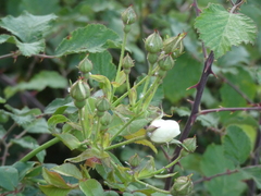 Rosa sempervirens