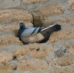 Columba livia domestica