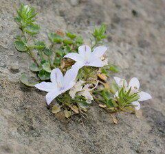 Campanula fragilis fragilis