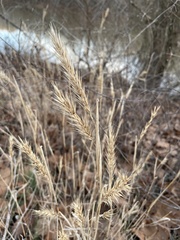 Elymus