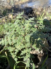 Phacelia ramosissima