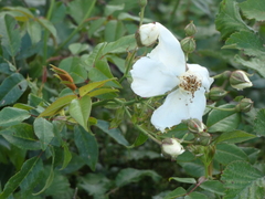 Rosa sempervirens