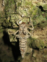 Cordulegaster boltonii