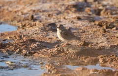 Alaudala rufescens