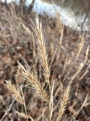 Elymus