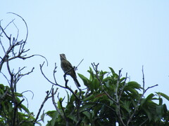 Pheucticus ludovicianus