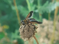 Trichopoda pictipennis