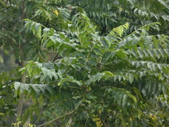 Ximenia americana