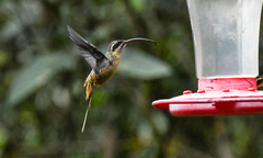 Phaethornis syrmatophorus