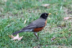 Turdus migratorius