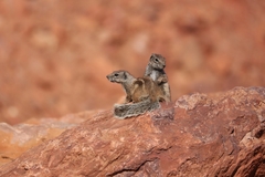 Atlantoxerus getulus