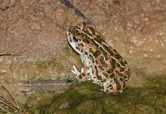 Bufotes boulengeri