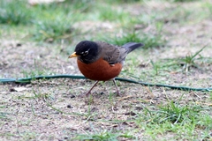 Turdus migratorius