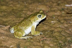 Bufotes boulengeri