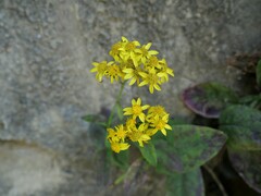 Senecio banksii