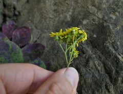 Senecio banksii