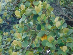 Clusiaceae