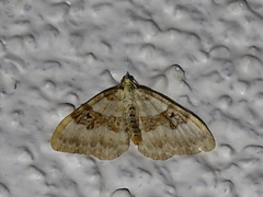 Xanthorhoe montanata