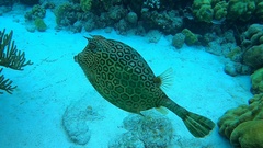 Acanthostracion polygonium