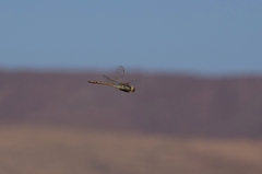 Anax ephippiger