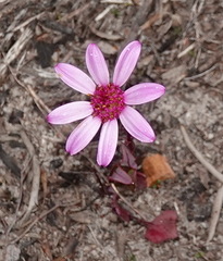 Senecio hastifolius