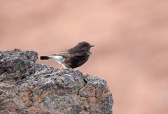 Oenanthe leucura