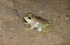 Pelophylax saharicus