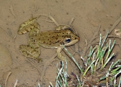 Pelophylax saharicus