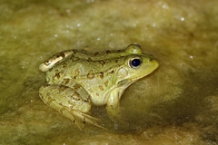 Pelophylax saharicus