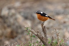 Phoenicurus moussieri