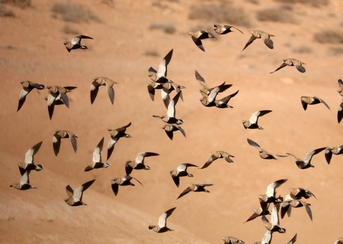 Black-bellied Sandgrouse, photo 5 of 7