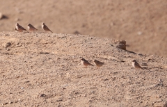 Bucanetes githagineus