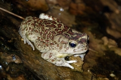 Sclerophrys mauritanica