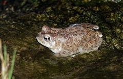 Sclerophrys mauritanica
