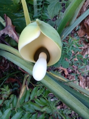 Thaumatophyllum undulatum