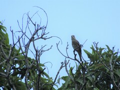 Pheucticus ludovicianus