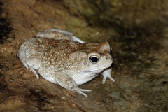 Sclerophrys mauritanica