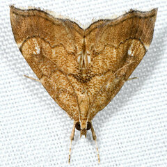 Scybalistodes periculosalis