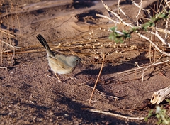 Curruca deserticola