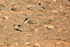 Oenanthe moesta