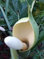 Thaumatophyllum undulatum