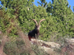 Capra pyrenaica victoriae