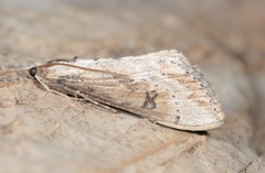 Evergestis isatidalis