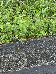 Micrurus tener