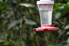 Phaethornis syrmatophorus