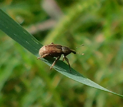 Hypera postica