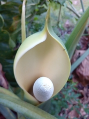 Thaumatophyllum undulatum