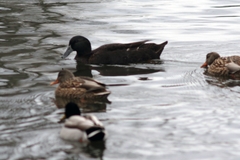 Anas platyrhynchos domesticus