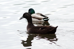 Anas platyrhynchos domesticus