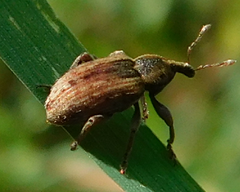 Hypera postica